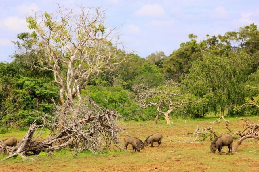 Yala: Morning or Afternoon All-inclusive Private Safari - Who this private Yala safari suits best