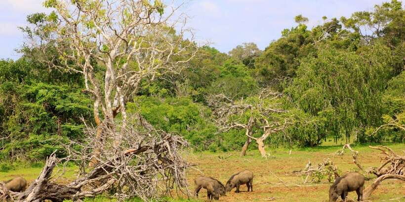 Yala: Morning or Afternoon All-inclusive Private Safari - Leopard kingdom: what to know before you start looking