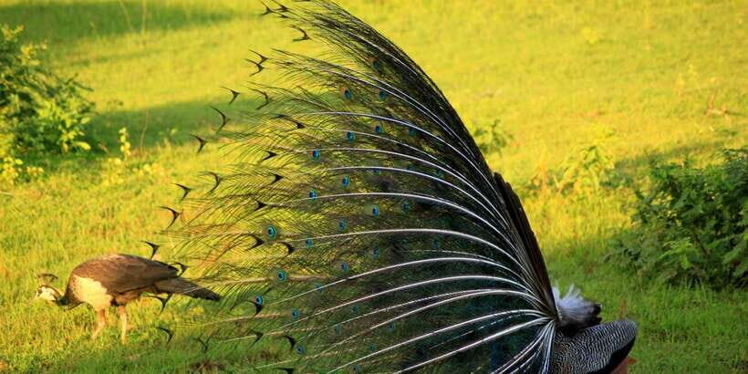 Yala: Morning or Afternoon All-inclusive Private Safari - What you can expect to see in Yala