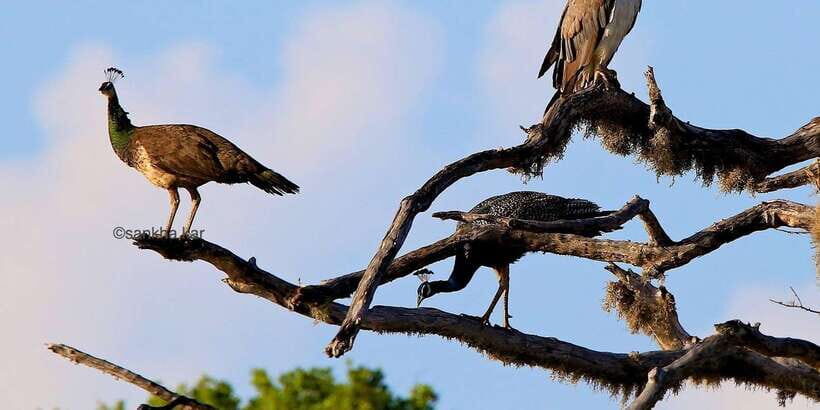 Yala: Morning or Afternoon All-inclusive Private Safari - Photo stops and guided explanations that actually help