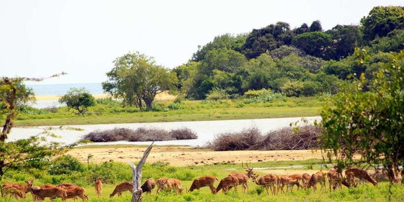 Yala: Morning or Afternoon All-inclusive Private Safari - Price and value: does $90 buy you enough?