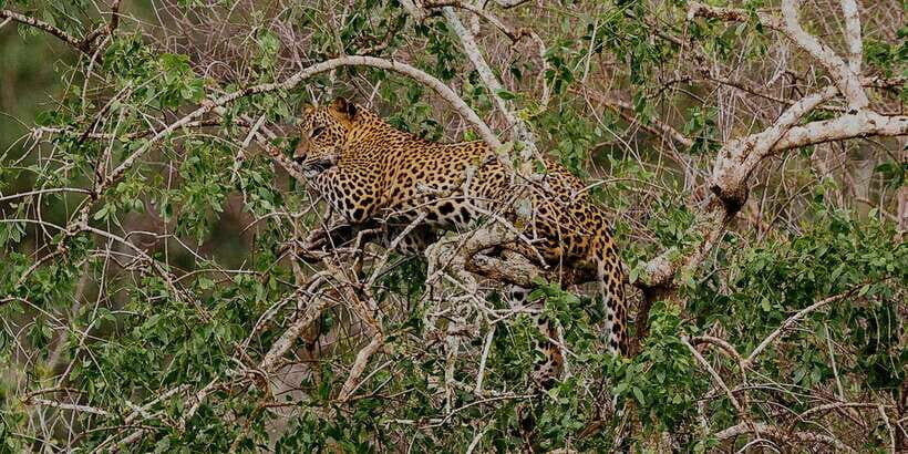 Yala: Morning or Afternoon All-inclusive Private Safari - Getting to Yala: pickup choices that save your day