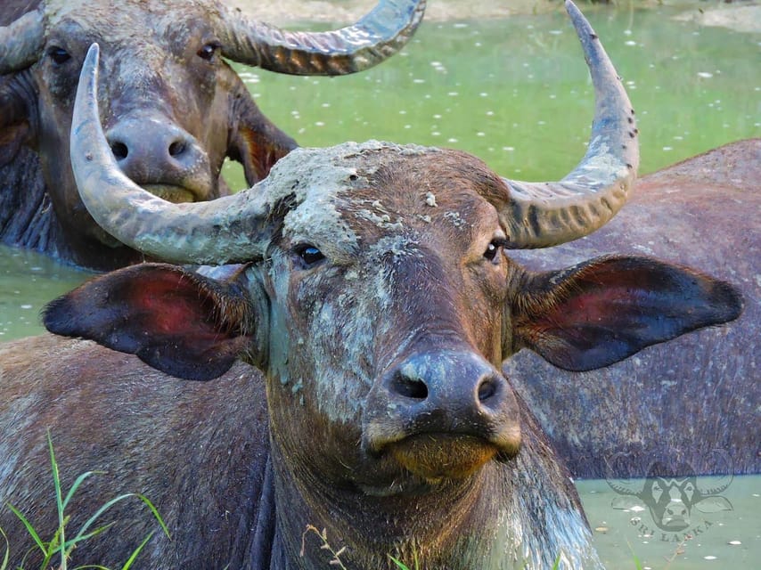 Yala National Park: 7 hour & 12 hour Leopard Safari Tours - Breakfast and lunch: picnic-style fuel for a long wildlife morning