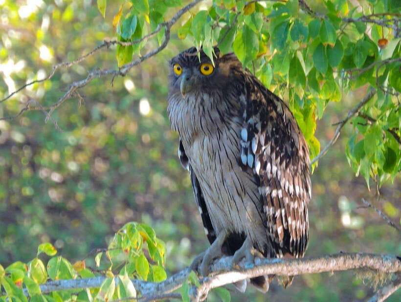 Yala National Park: 7 hour & 12 hour Leopard Safari Tours - Wildlife highlights: what you’re targeting, and what you might actually see