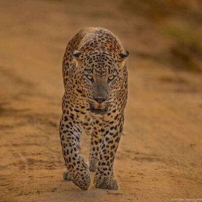 Yala National Park: 7 hours or 12 hours Leopard Wild Safari - The safari setup: pickups, jeeps, and how long you’re actually out there