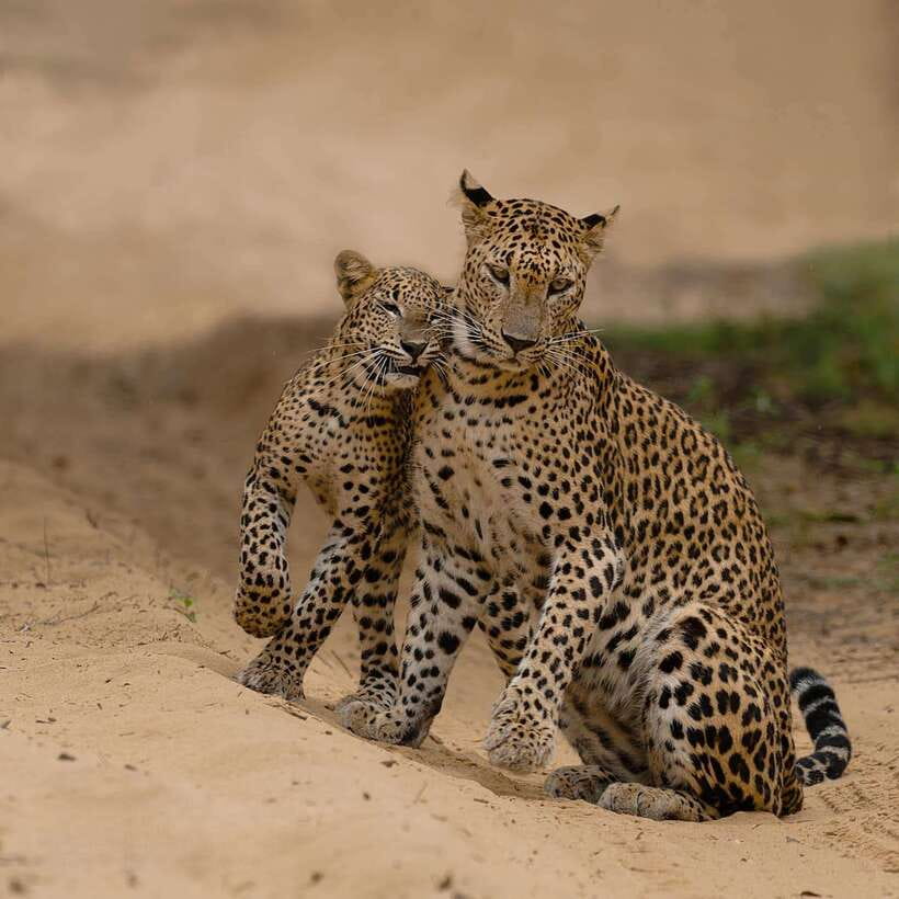 Yala National Park: 7 hours or 12 hours Leopard Wild Safari - English guide + audio help: how to get more out of the spotting