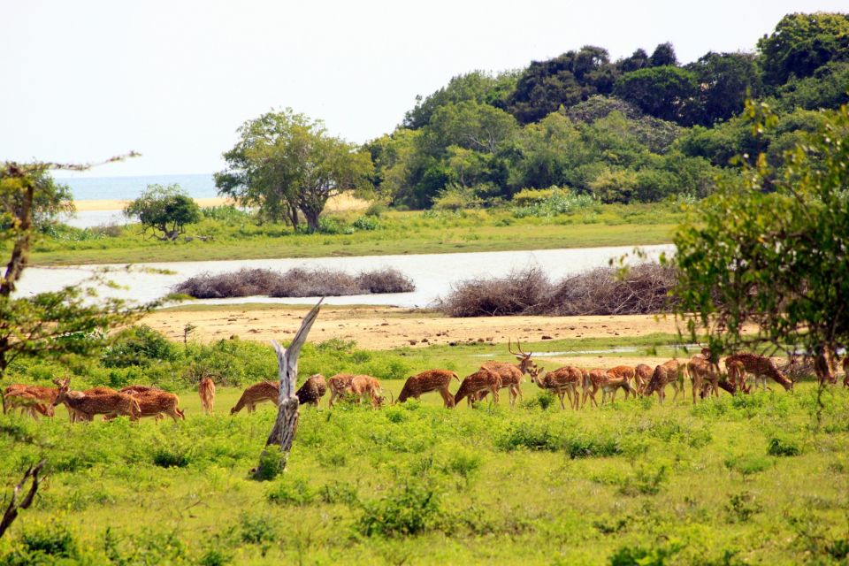 Yala National Park: All Inclusive Full-Day Safari with Lunch - Photo and comfort tips that make the day smoother