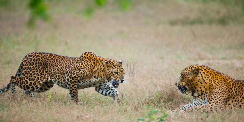 Yala National Park: All Inclusive Full-Day Safari with Lunch - Why Yala’s leopard reputation is more than a marketing line