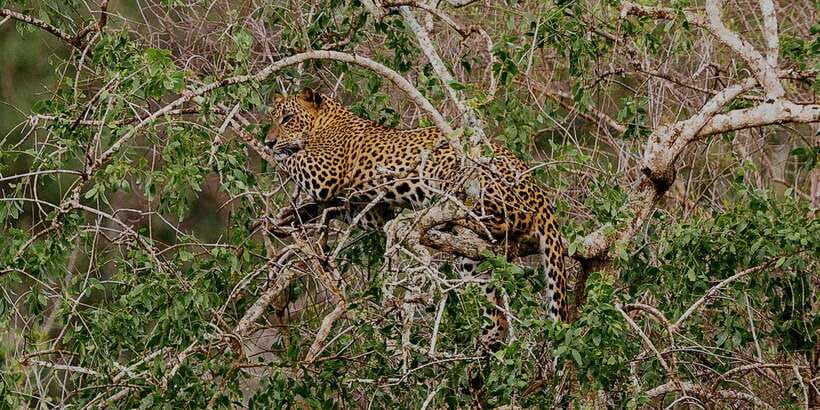 Yala National Park: All Inclusive Full-Day Safari with Lunch - Getting there: pickup zones, pickup included, and the modified jeep factor