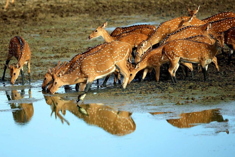 Yala National Park: All Inclusive Full-Day Safari with Lunch - What the dry zone habitats feel like from the jeep