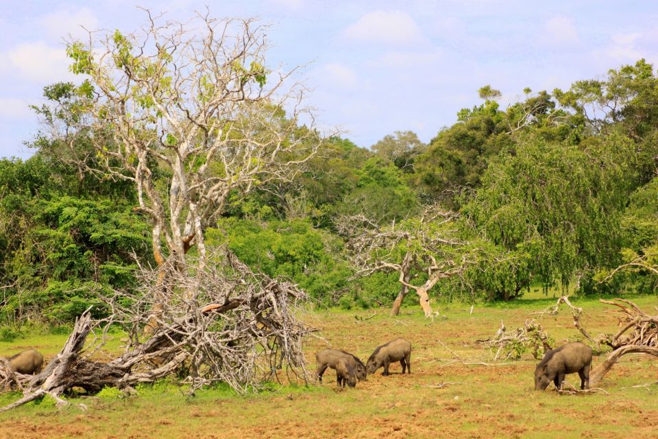 Yala National Park: All Inclusive Full-Day Safari with Lunch - Lunch by the beach: how the picnic break works on a safari day