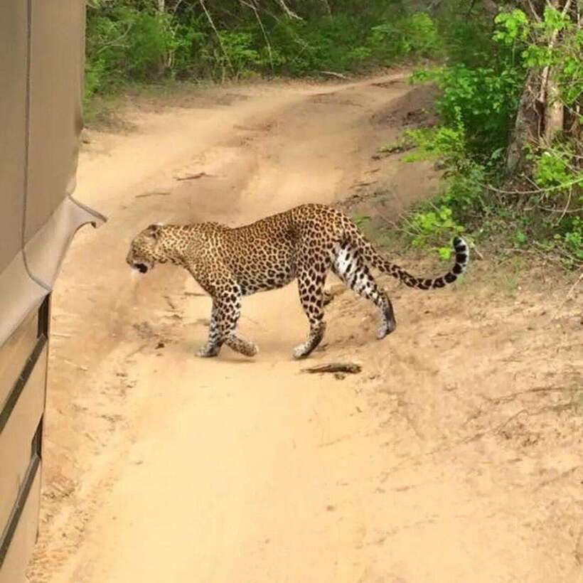 Yala National Park: All Inclusive Private Safari Day Trip - Key things you’ll notice on this Yala safari