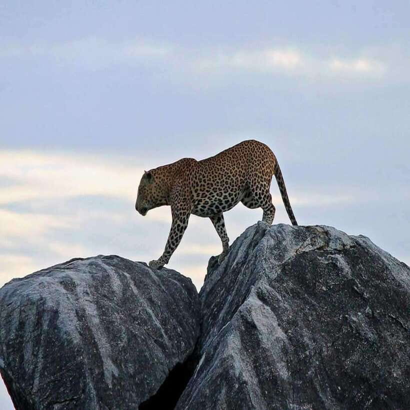 Yala National Park: All Inclusive Private Safari Day Trip - Common gotchas to plan for before you go