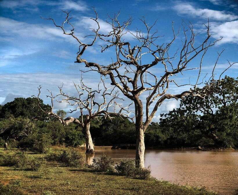 Yala National Park: All Inclusive Private Safari Day Trip - Yala’s leopard country: why timing and habitats matter