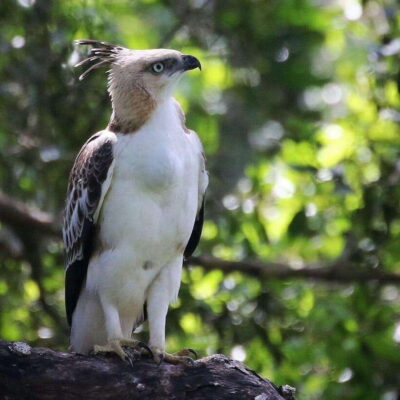 Yala National Park: All Inclusive Private Safari Day Trip - What all-inclusive privacy means on the ground