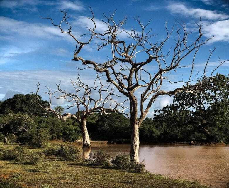 Yala National Park: All Inclusive Private Safari Day Trip - The jeep experience: comfort, safety, and driver behavior