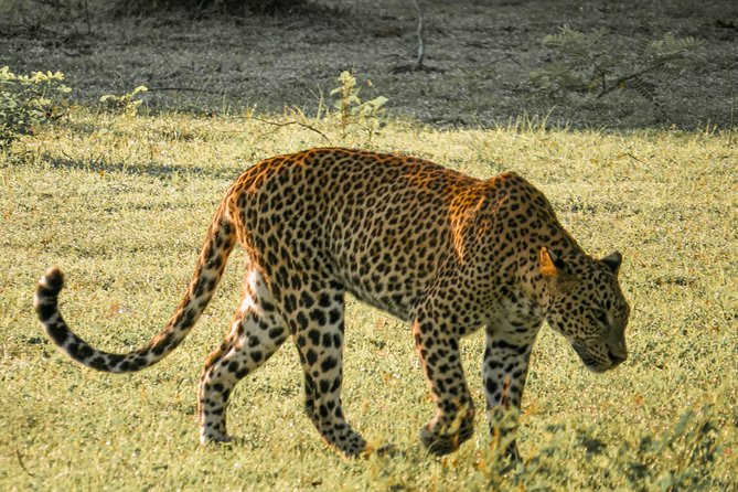 Yala National Park Entrance Ticket with Private Safari - Key things that make this Yala safari ticket work