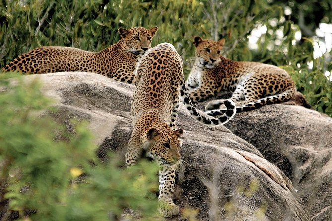 Yala National Park Entrance Ticket with Private Safari - Why pre-paying Yala entrance tickets saves your safari morning