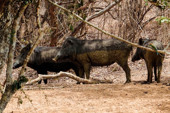 Yala National Park Entrance Ticket with Private Safari - Your private 4x4 jeep: small-group comfort and the driver-tracker edge
