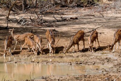 Yala National Park Entrance Ticket with Private Safari - Palatupana check-in: where the tour starts and what to expect before the safari