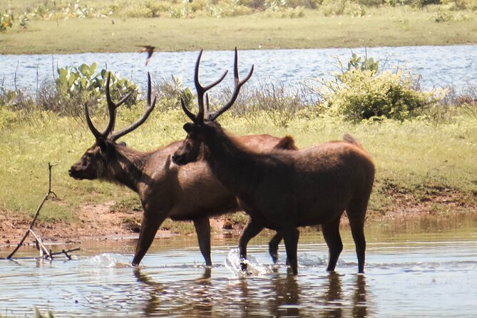 Yala National Park Entrance Ticket with Private Safari - When to go: why evening safaris often feel better for spotting