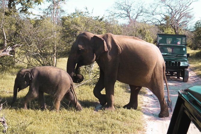 Yala National Park Entrance Ticket with Private Safari - Comfort and packing: what’s included and what you’ll need to cover yourself