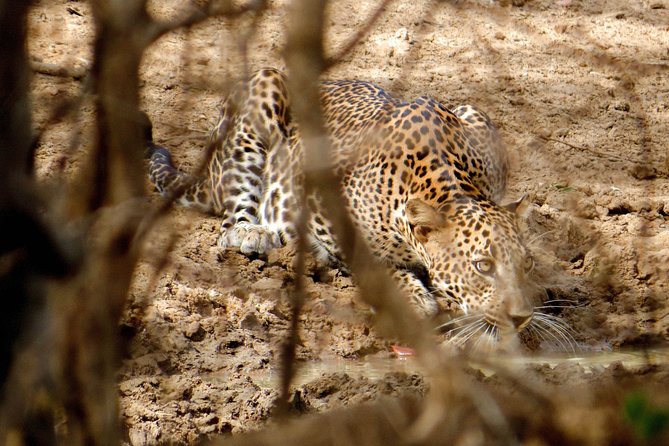 Yala National Park Entrance Ticket with Private Safari - Heads-up from the real world: crowds, short sightings, and cancellations