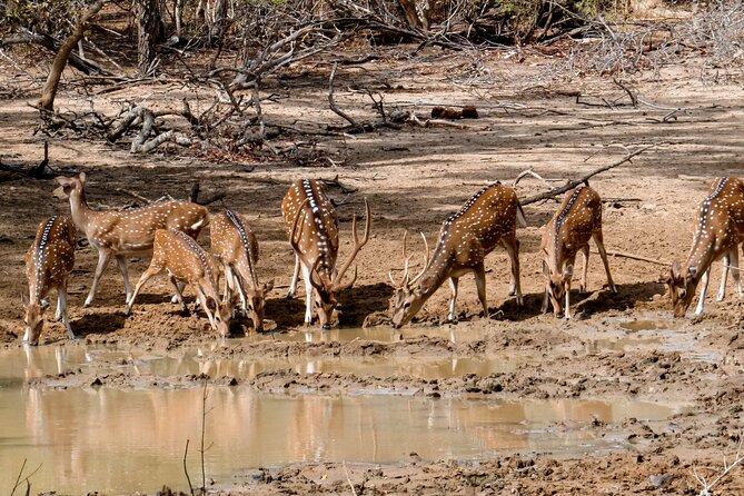 Yala National Park Entrance Ticket with Private Safari - Palatupana check-in: where the tour starts and what to expect before the safari