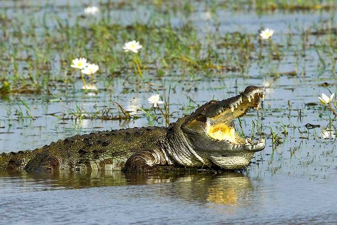 Yala National Park Full-Day Jeep Safari with Lunch - The jeep safari setup: how your licensed guide changes the whole experience