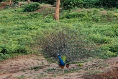 Yala National Park Full-Day Jeep Safari with Lunch - What you can realistically expect to see in Yala