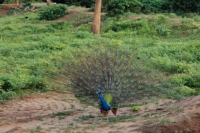 Yala National Park Full-Day Jeep Safari with Lunch - What you can realistically expect to see in Yala