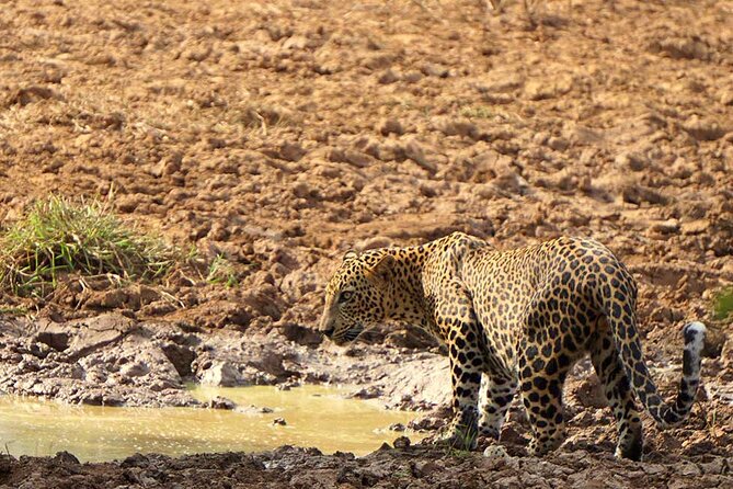 Yala National Park - Full Day Safari (04:30 am - 06:00 pm) - Key things that make this Yala safari worth your time