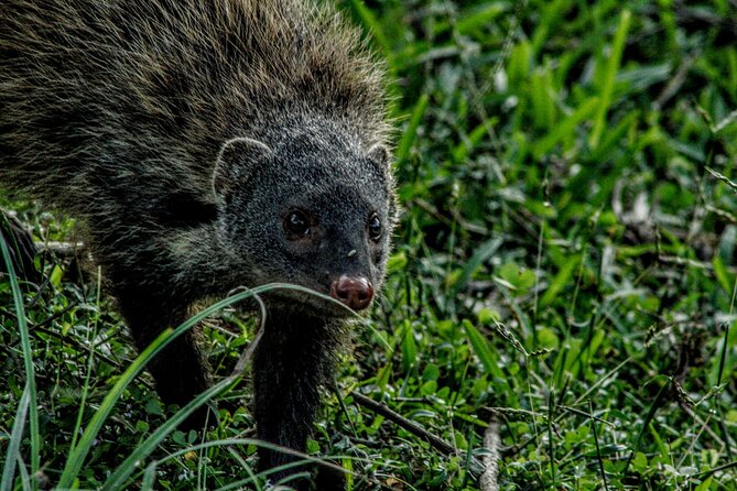 Yala National Park - Full Day Safari (04:30 am - 06:00 pm) - Inside the park morning: how the day usually unfolds before lunch