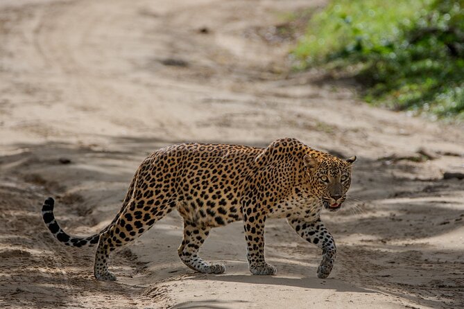 Yala National Park - Full Day Safari (04:30 am - 06:00 pm) - Breakfast in nature: why the picnic timing helps