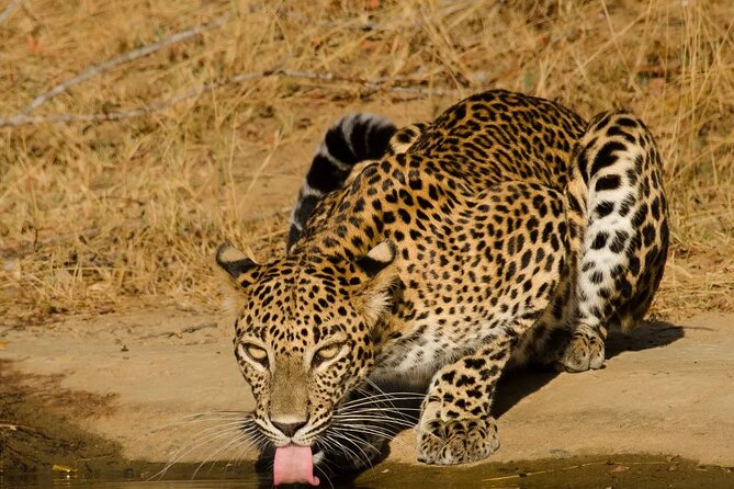 Yala National Park - Full Day Safari (04:30 am - 06:00 pm) - Lunch with cool drinks: refuel without losing the afternoon