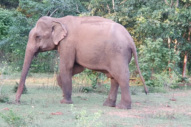 Yala National Park - Full Day Safari (04:30 am - 06:00 pm) - Guide quality and jeep behavior: where the reviews point