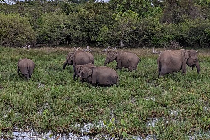 Yala National Park - Full Day Safari (04:30 am - 06:00 pm) - What animals and bird moments you can realistically expect