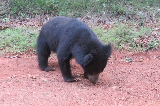 Yala National Park - Full Day Safari (04:30 am - 06:00 pm) - Pickups, queues, and the 04:30 am wake-up reality