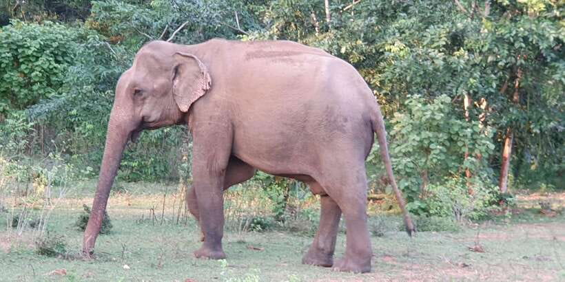 Yala National Park : Full Day Safari(04:30-18:00) - Key Points Before You Go