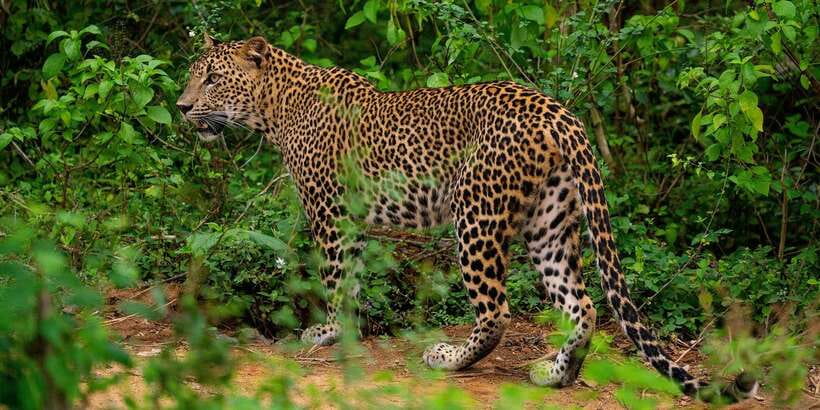 Yala National Park : Full Day Safari(04:30-18:00) - What the Full 12 Hours in Yala Feels Like
