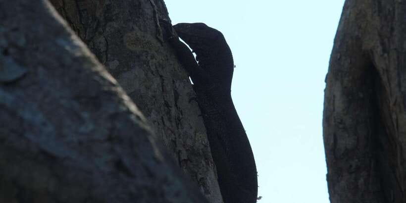 Yala National Park : Full Day Safari(04:30-18:00) - More Parks in the Day: Udawalawe, Bundala, Lunugamwehera
