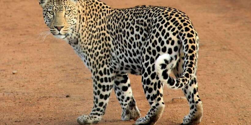 Yala National Park : Full Day Safari(04:30-18:00) - How Guides Improve Your Chances (Without Promising Magic)