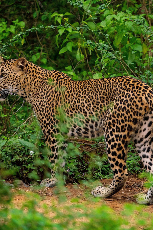 Yala National Park : Full Day Safari(04:30-18:00) - Price and Value: The Real Cost of a Yala Safari Day