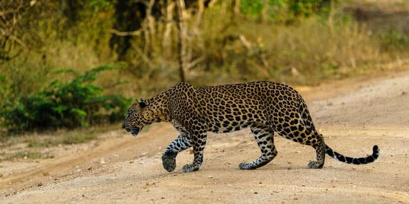 Yala National Park : Full Day Safari(04:30-18:00) - Jeep Comfort and How the Group Works in Real Life