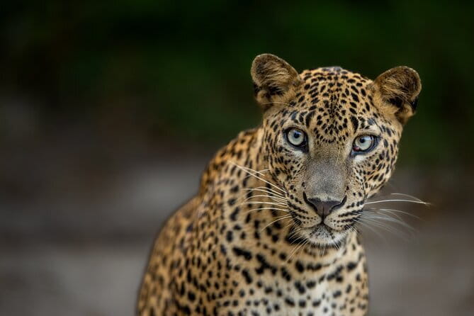 Yala National Park Guided Safaris - Key highlights I’d plan around