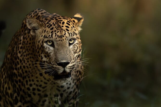 Yala National Park Guided Safaris - Why Yala’s 6:00 am start matters