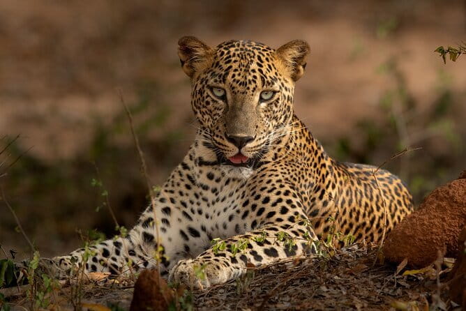 Yala National Park Guided Safaris - What the photographer-naturalist team actually adds