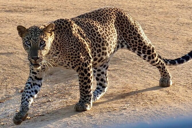 Yala National Park Guided Safaris - Wildlife viewing: what you can hope for in Yala