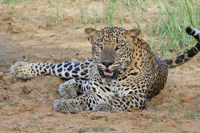 Yala National Park Guided Safaris - Price and value: what $235 gets you (and when it feels worth it)