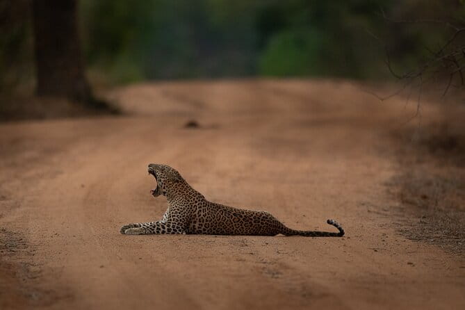 Yala National Park Guided Safaris - Who this safari suits best